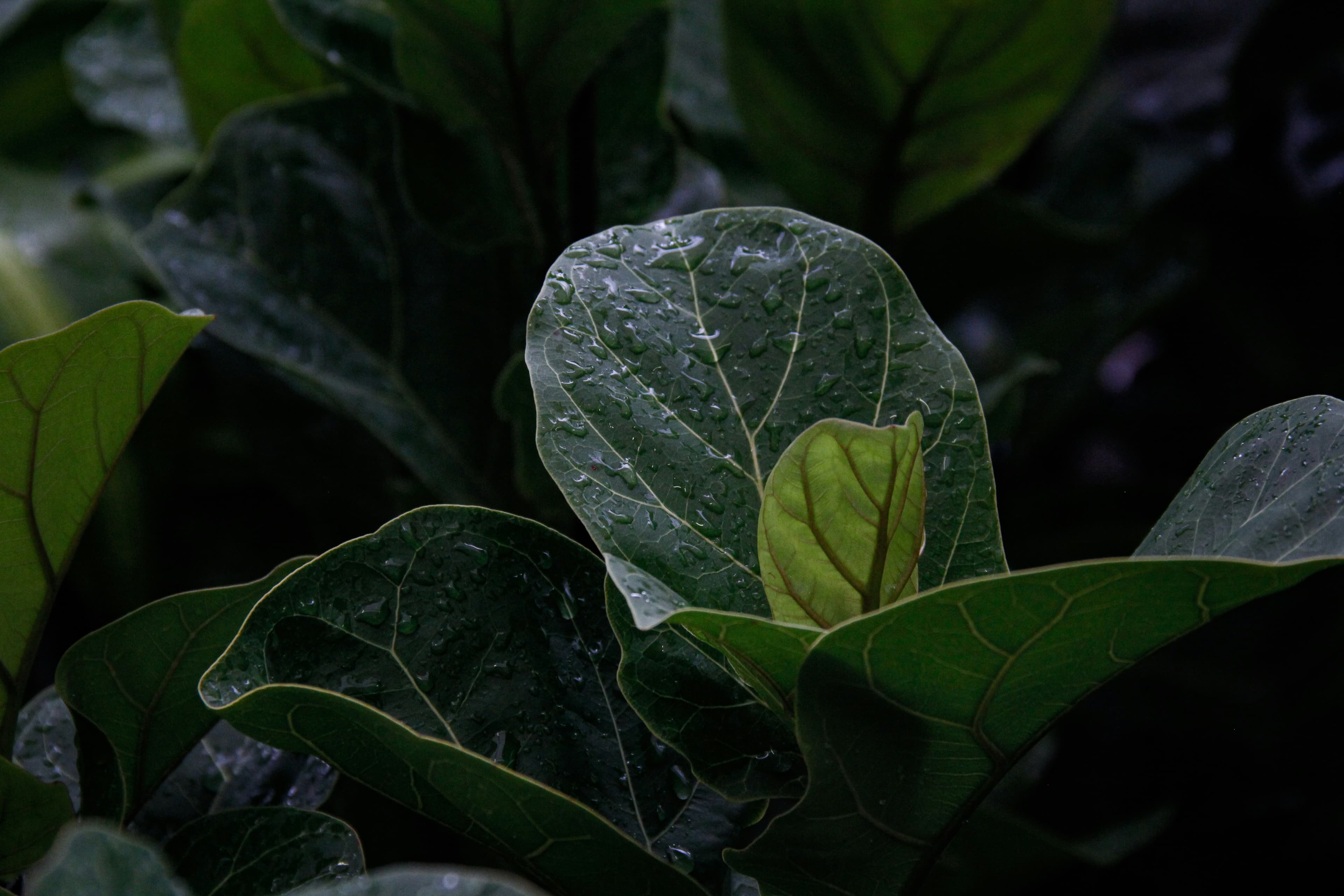 Close-up of dark green leaves with water droplets, highlighting a single light green leaf in the center.